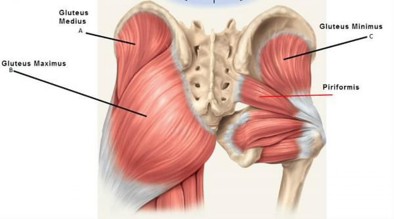 Piriformis – vodeći  “glumac” išijasa